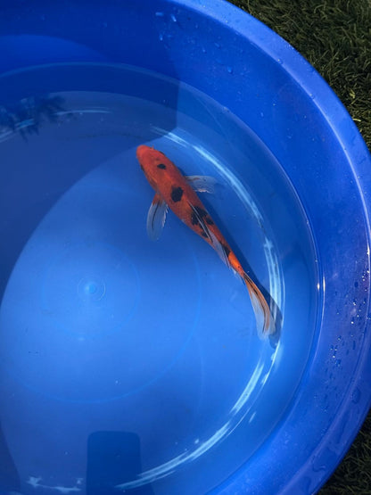 Sanke Butterfly Koi 9 Inch