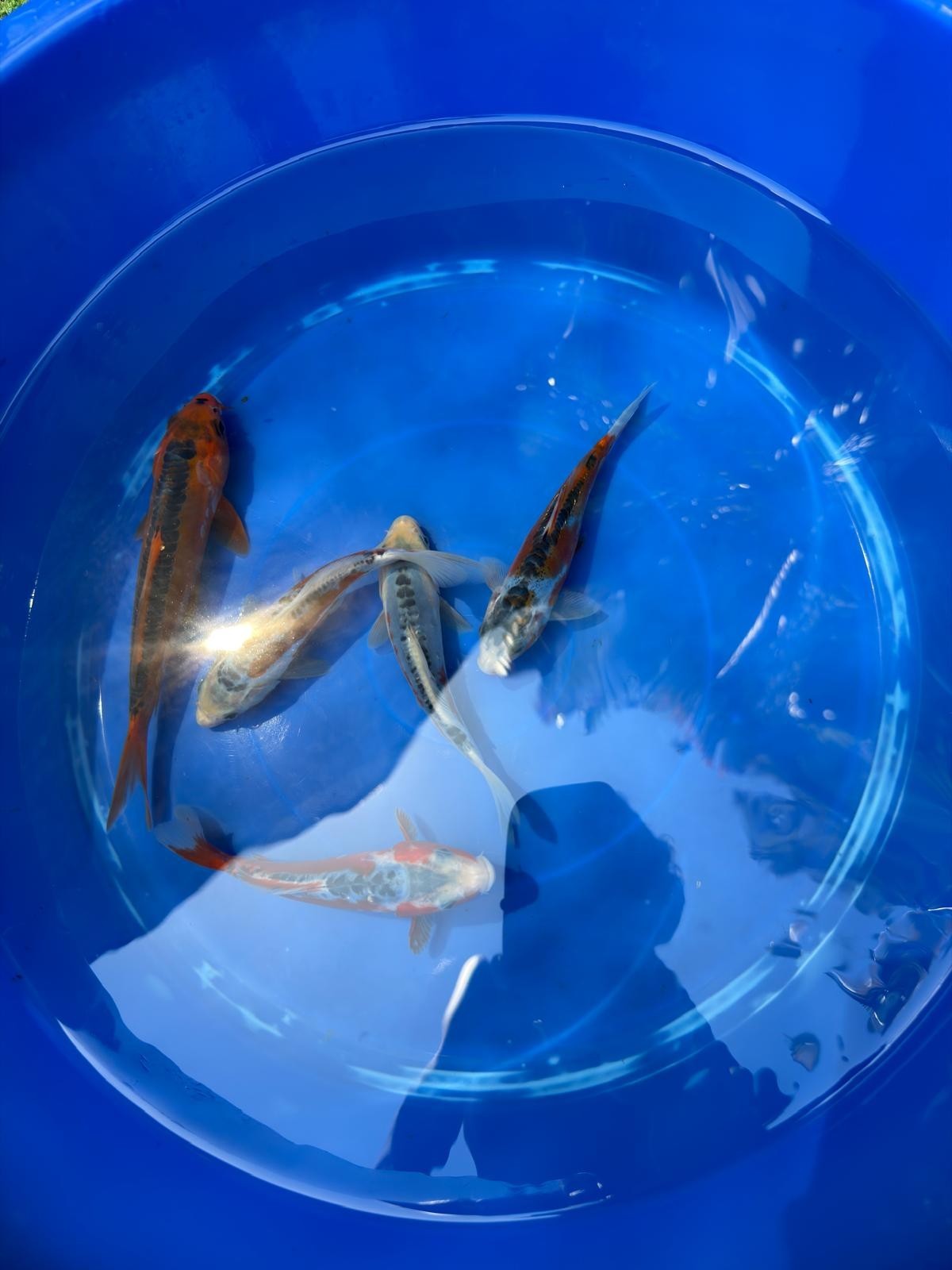 2 Pack of Japanese Shusui Koi 5" to 7"