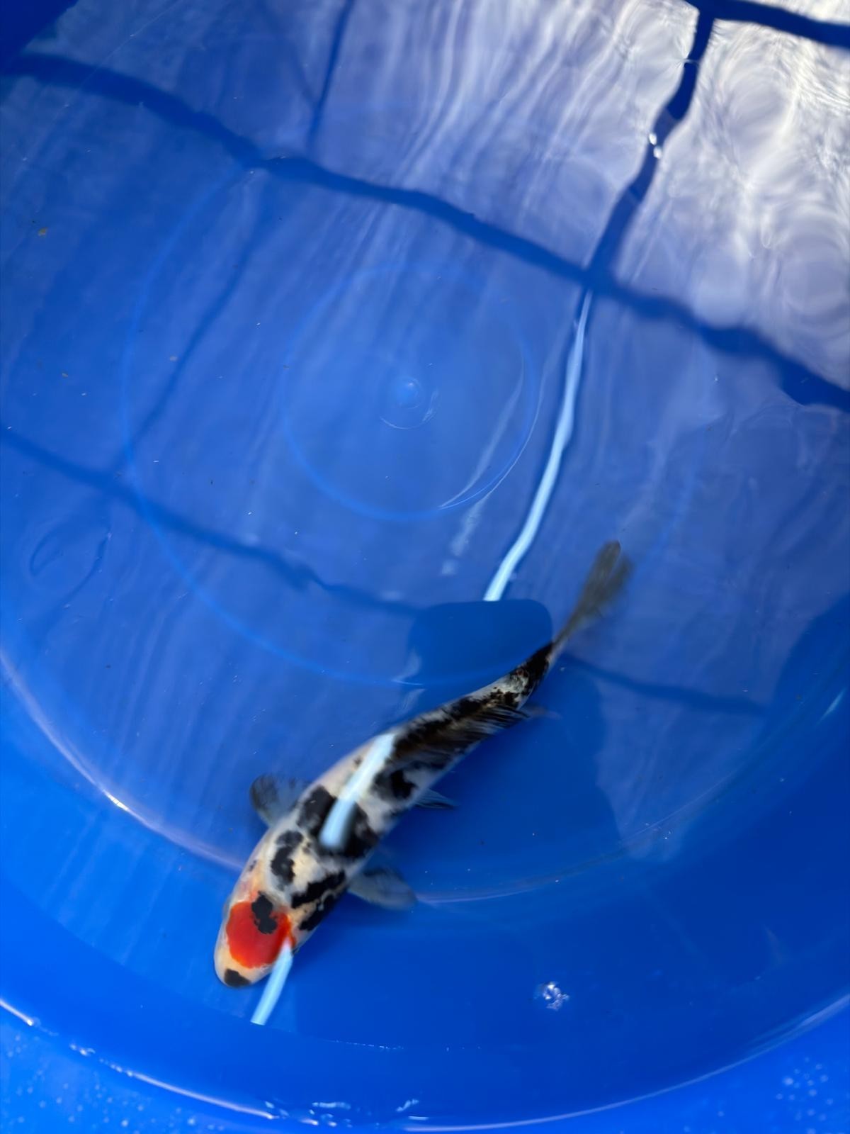 6"  Tancho Sanke Japanese Import Koi (Hand Picked)