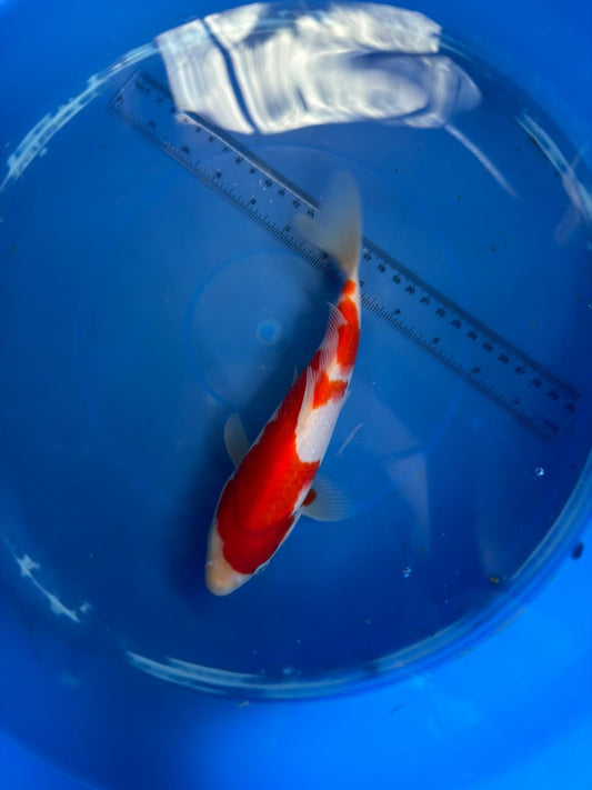 8" Kohaku Japanese Imported (HAND PICKED)