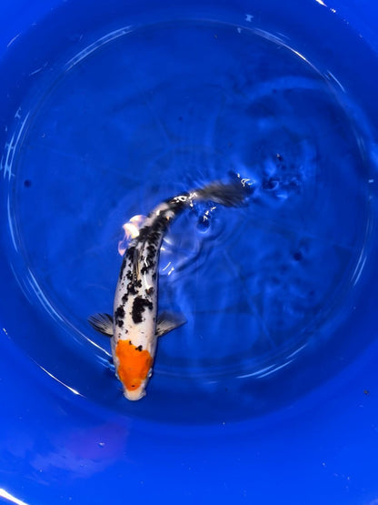 Japanese Koi Tancho Sanke 14 inch