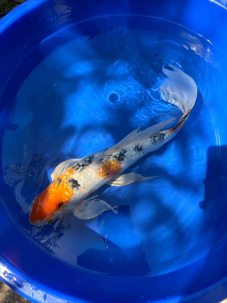 Showa Butterfly Koi 18  Inch
