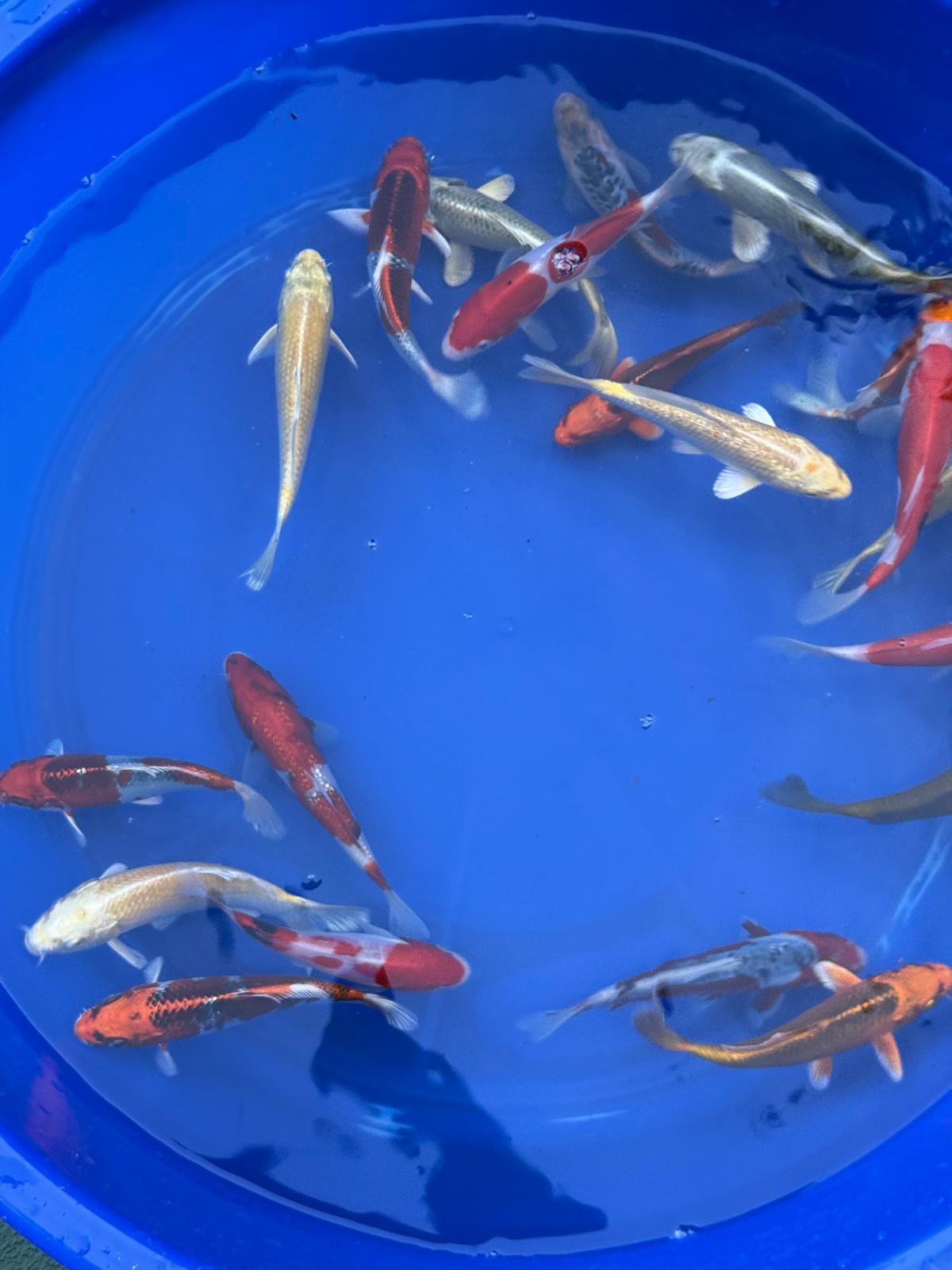 4 Pack of Japanese Imported Tosai Koi 6 to 7 inch