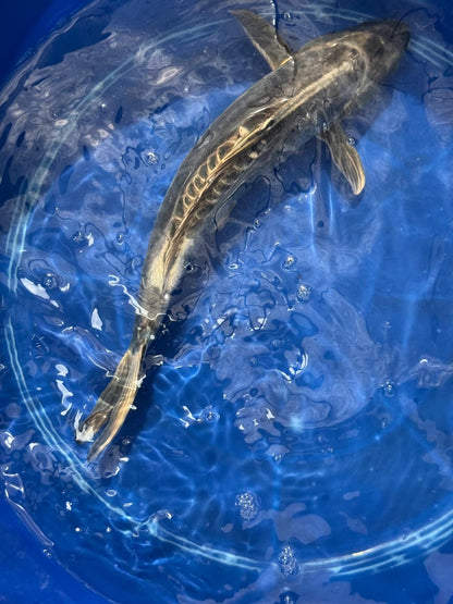 Kikokuryu Japanese Import Koi 17"