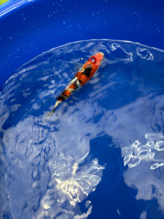 6"  Ginrin Showa Japanese Import Koi (Hand Picked) T2