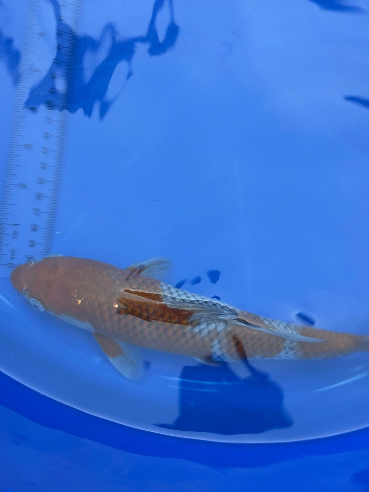 Japanese Ochiba Shigure Koi 11 inch