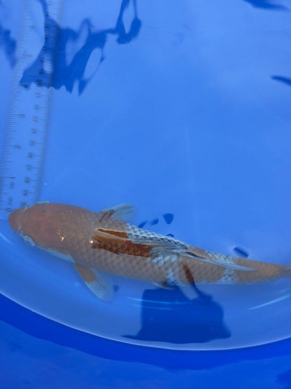 Japanese Ochiba Shigure Koi 11 inch