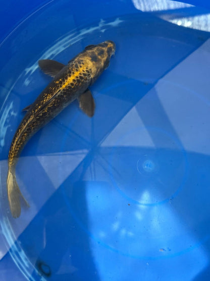 "Bronze" GinRin Matsuba 9"  Koi D