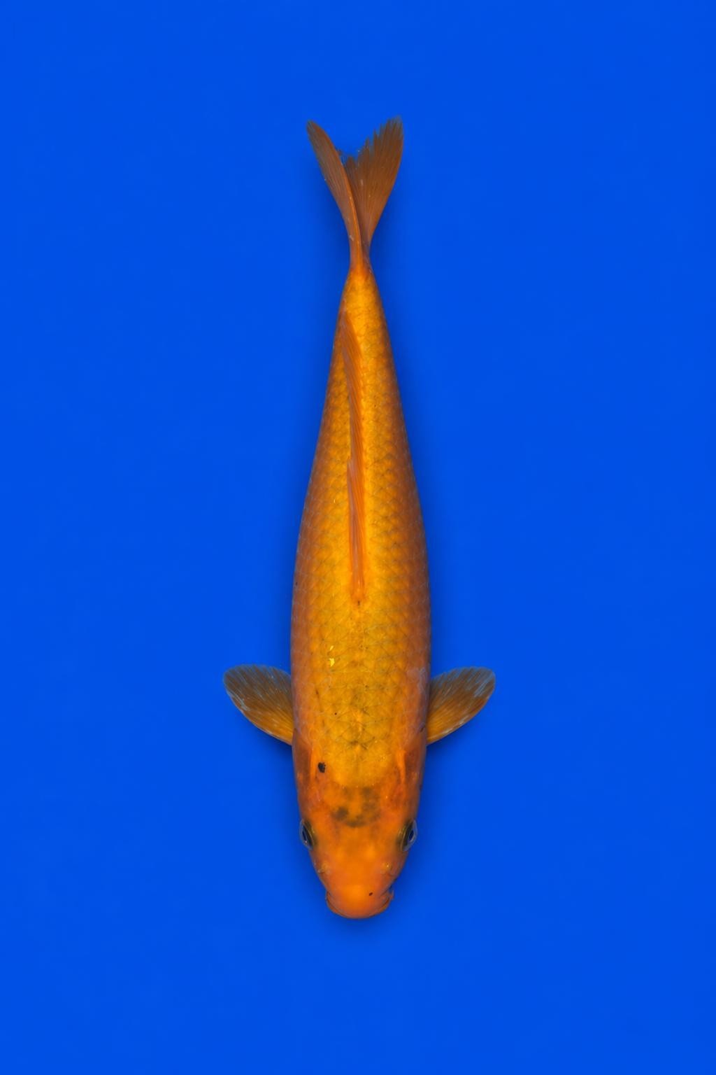 Benigoi 9" Koi