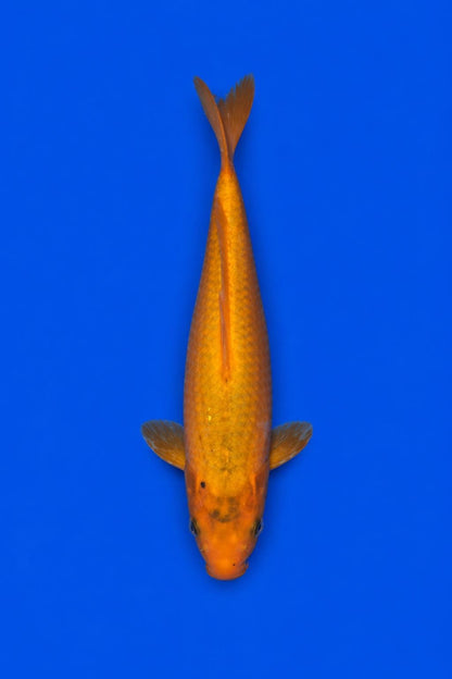 Benigoi 9" Koi