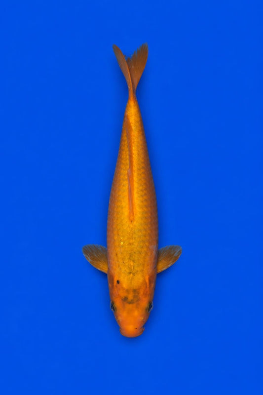 Benigoi 9" Koi