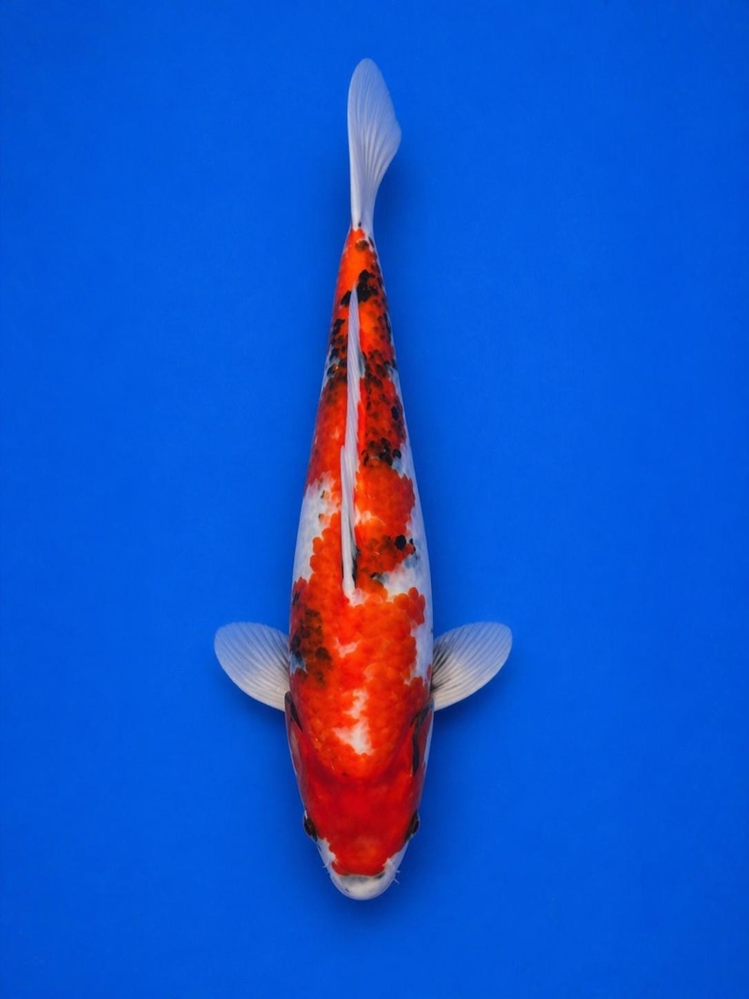 Japanese Showa Koi 14"