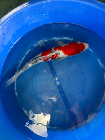 Taisho Sanke Koi 12"