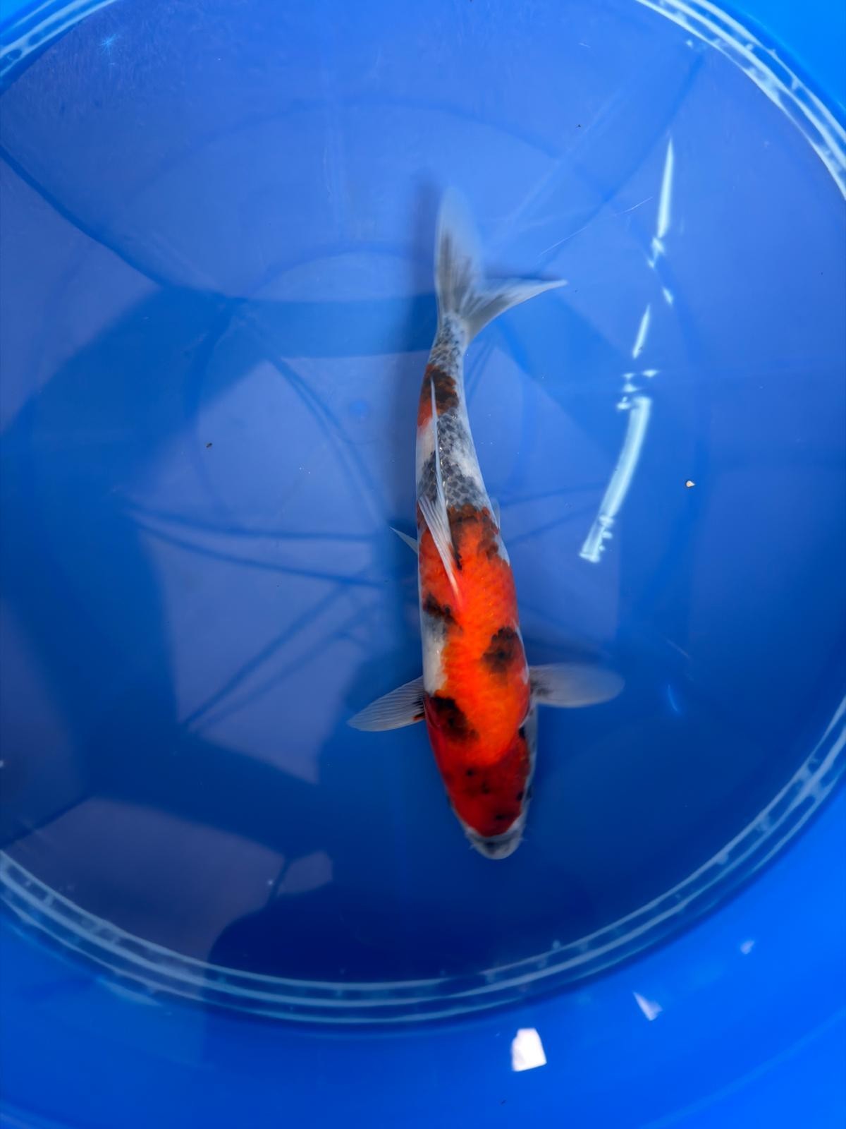 9" Showa Japanese Import Koi
