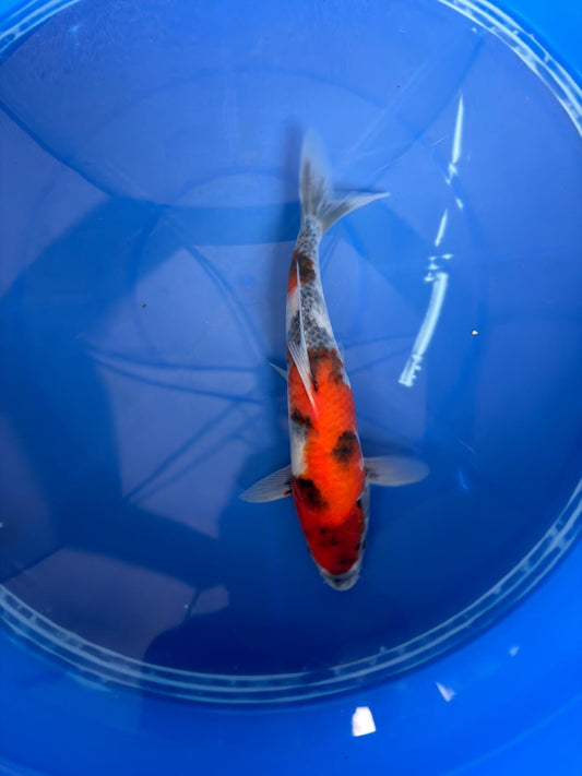 9" Showa Japanese Import Koi