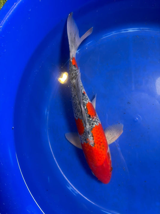 Japanese Goshiki Koi 15"