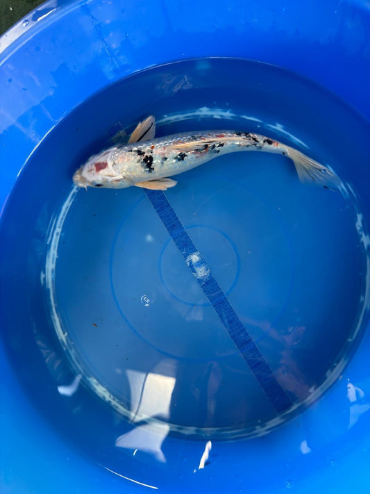 Ginrin Sanke Koi 12"