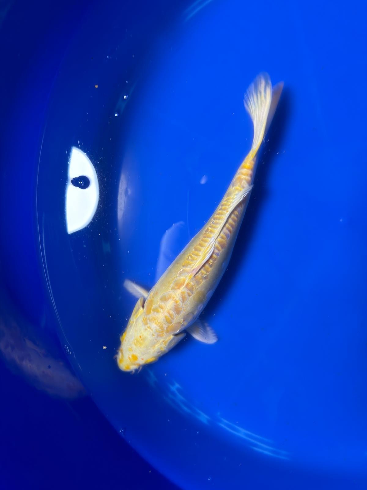 Yamabuki Hariwake Koi 10"