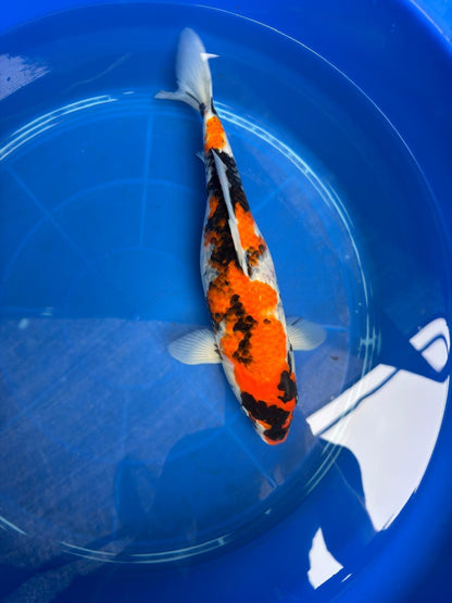 15" Dinichi Showa Japanese Import Koi