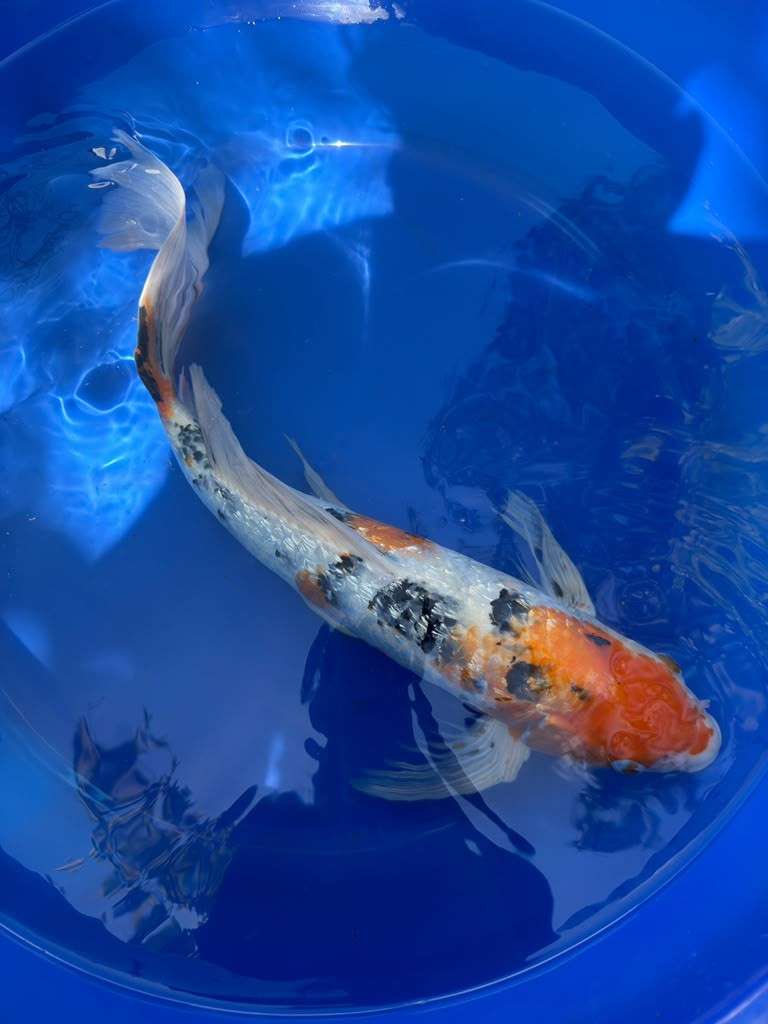 Showa Butterfly Koi 18  Inch