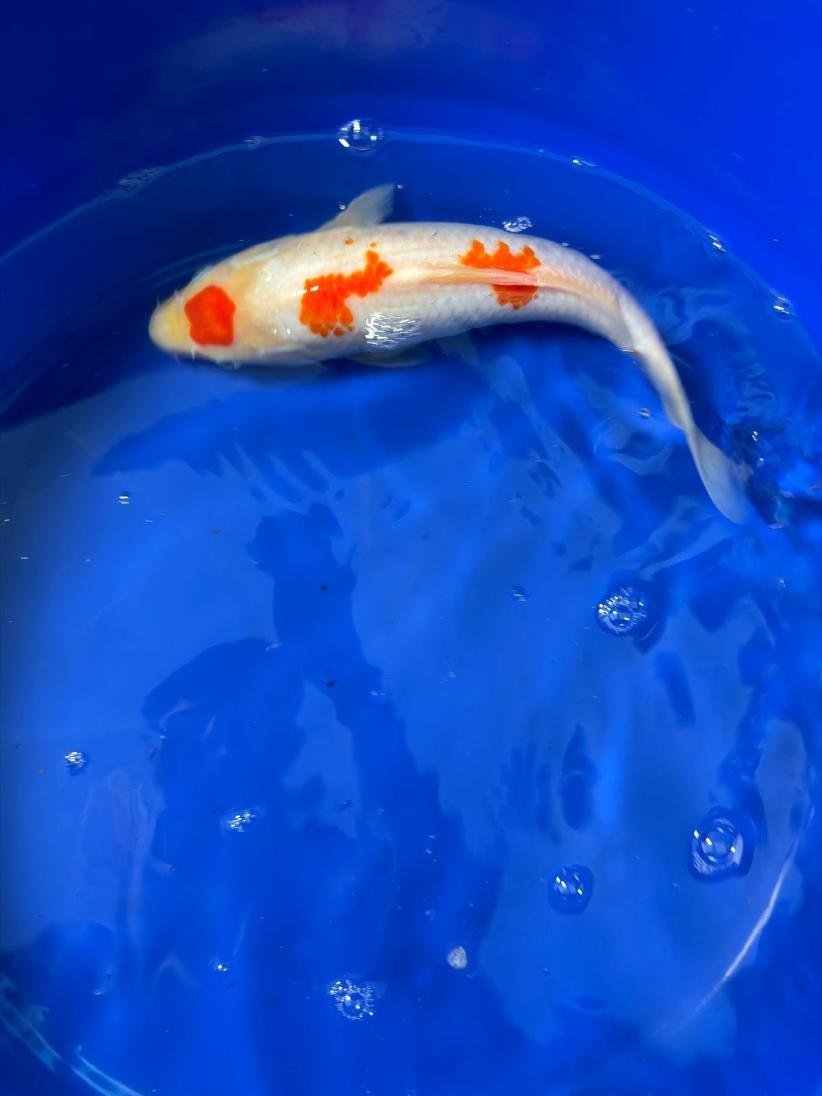 12 Inch Maruten Kohaku Japanese Import Koi GT