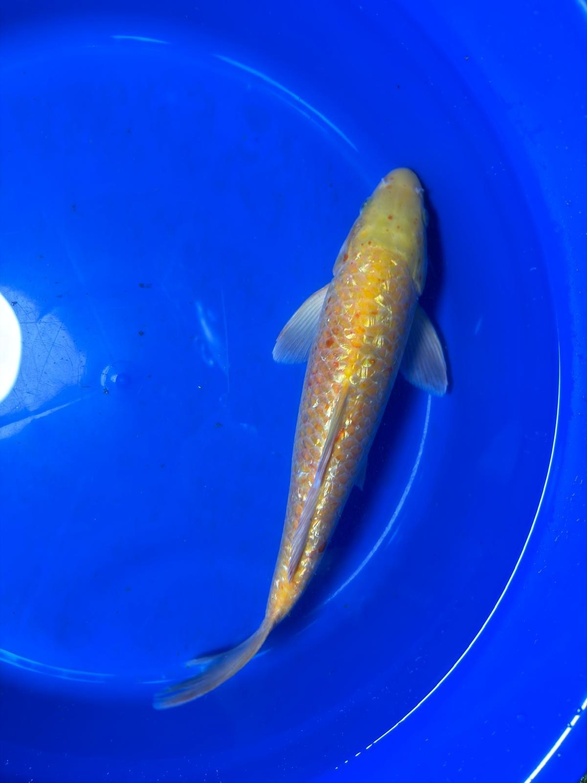 13 Inch "Gin-Rin" Yellow Monkey Karashigoi Import Koi