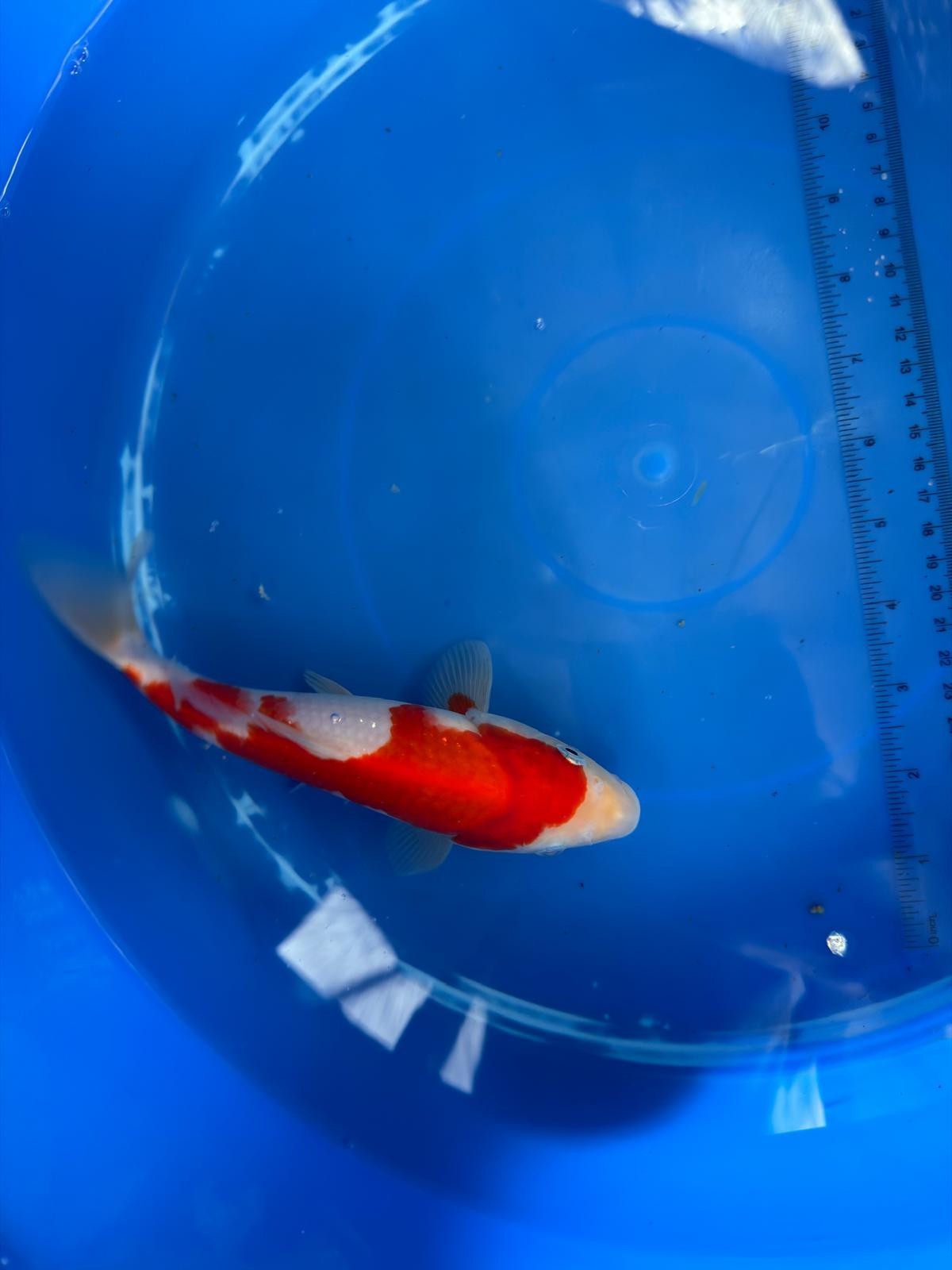8" Kohaku Japanese Imported (HAND PICKED)