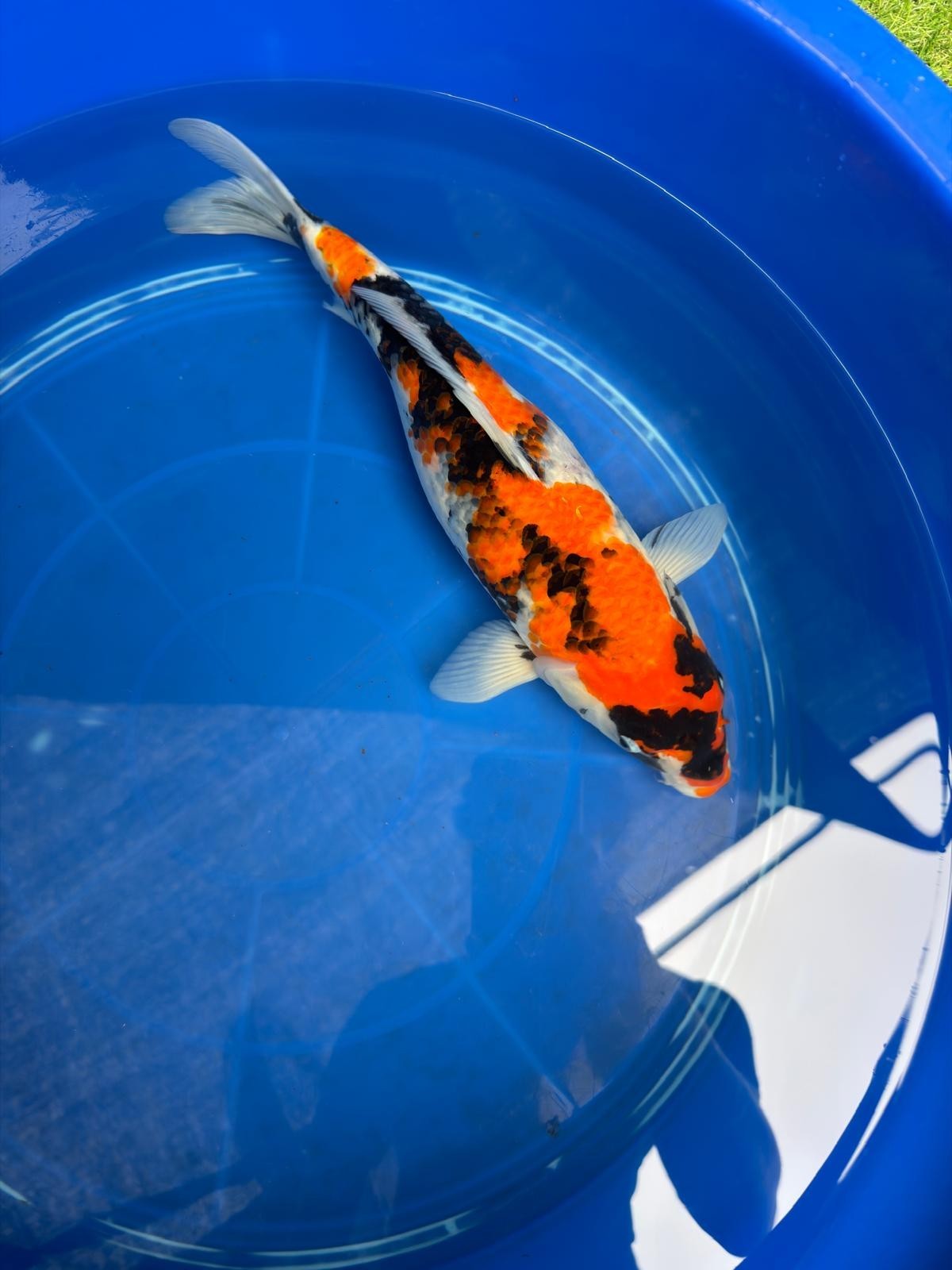 15" Dinichi Showa Japanese Import Koi
