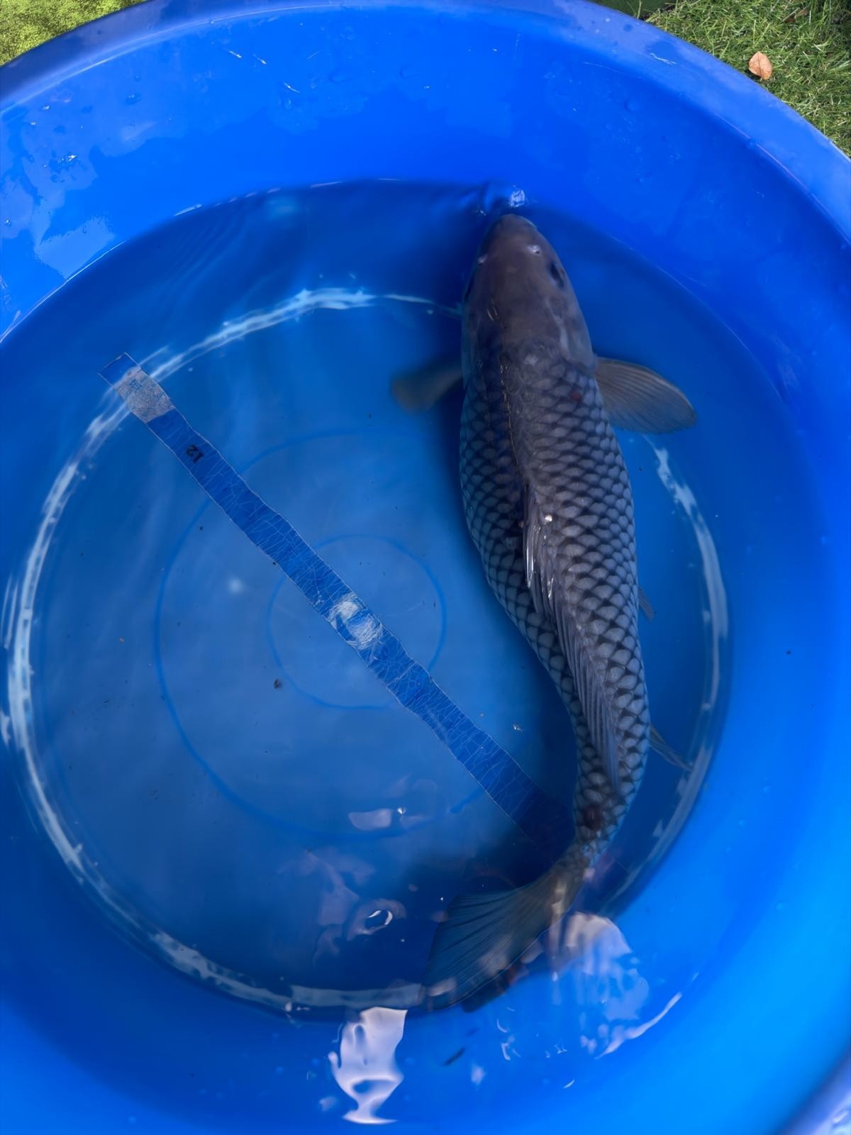 Ochiba Koi 13"