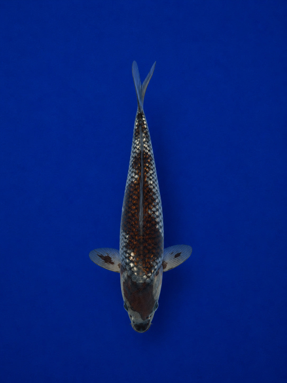 9" Ginrin Ochiba Japanese Import Koi