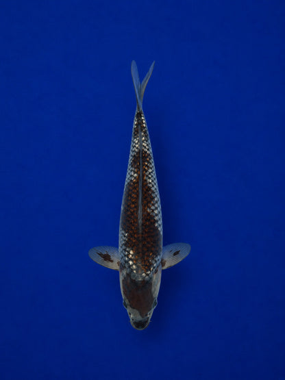 9" Ginrin Ochiba Japanese Import Koi
