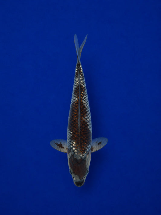 9" Ginrin Ochiba Japanese Import Koi