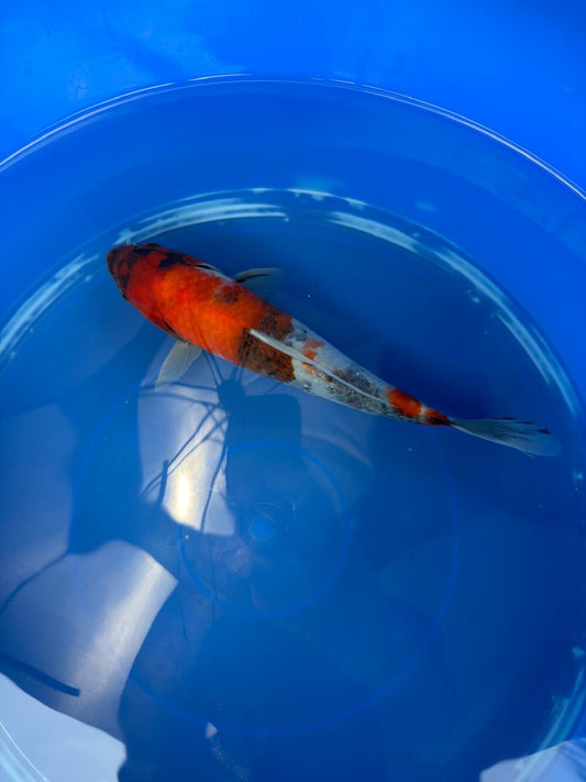 Japanese Koi Showa 10" TK(B)