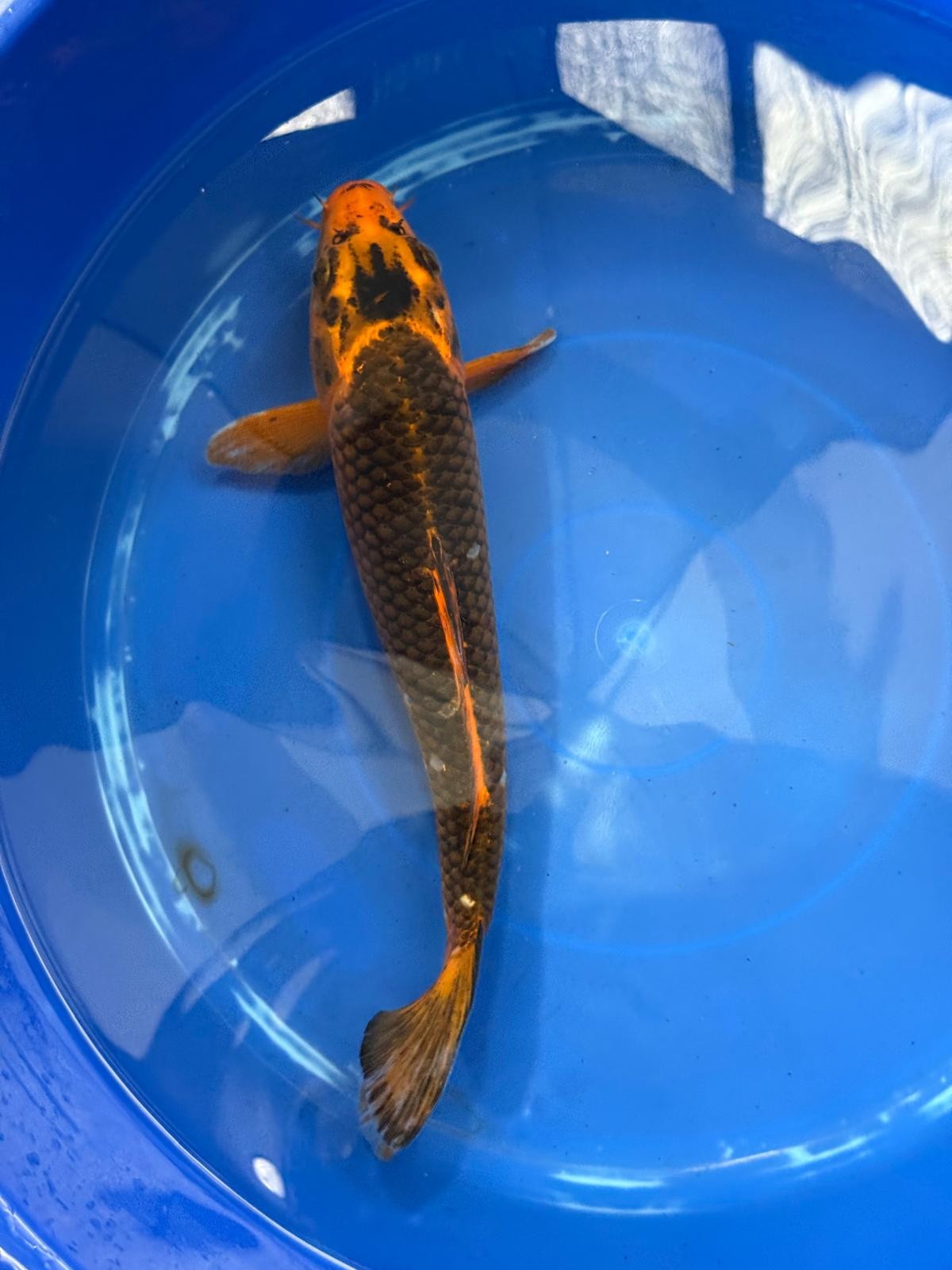 AKA Matsuba 12" KOI D