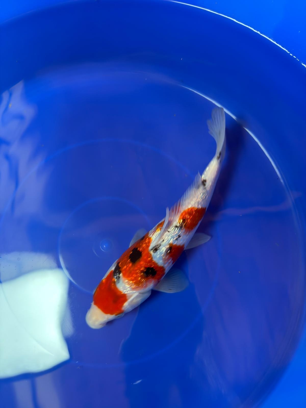 9" Ginrin Sanke Japanese Imported  (Hand Picked)