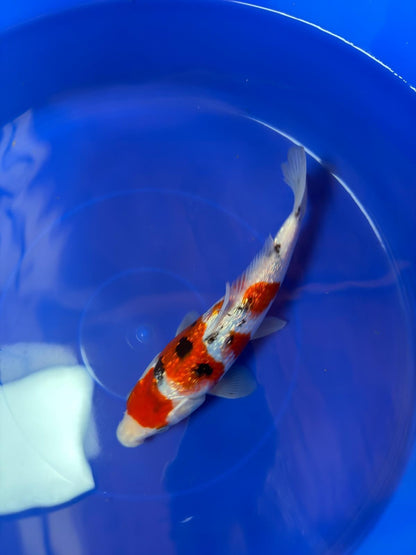 9" Ginrin Sanke Japanese Imported  (Hand Picked)