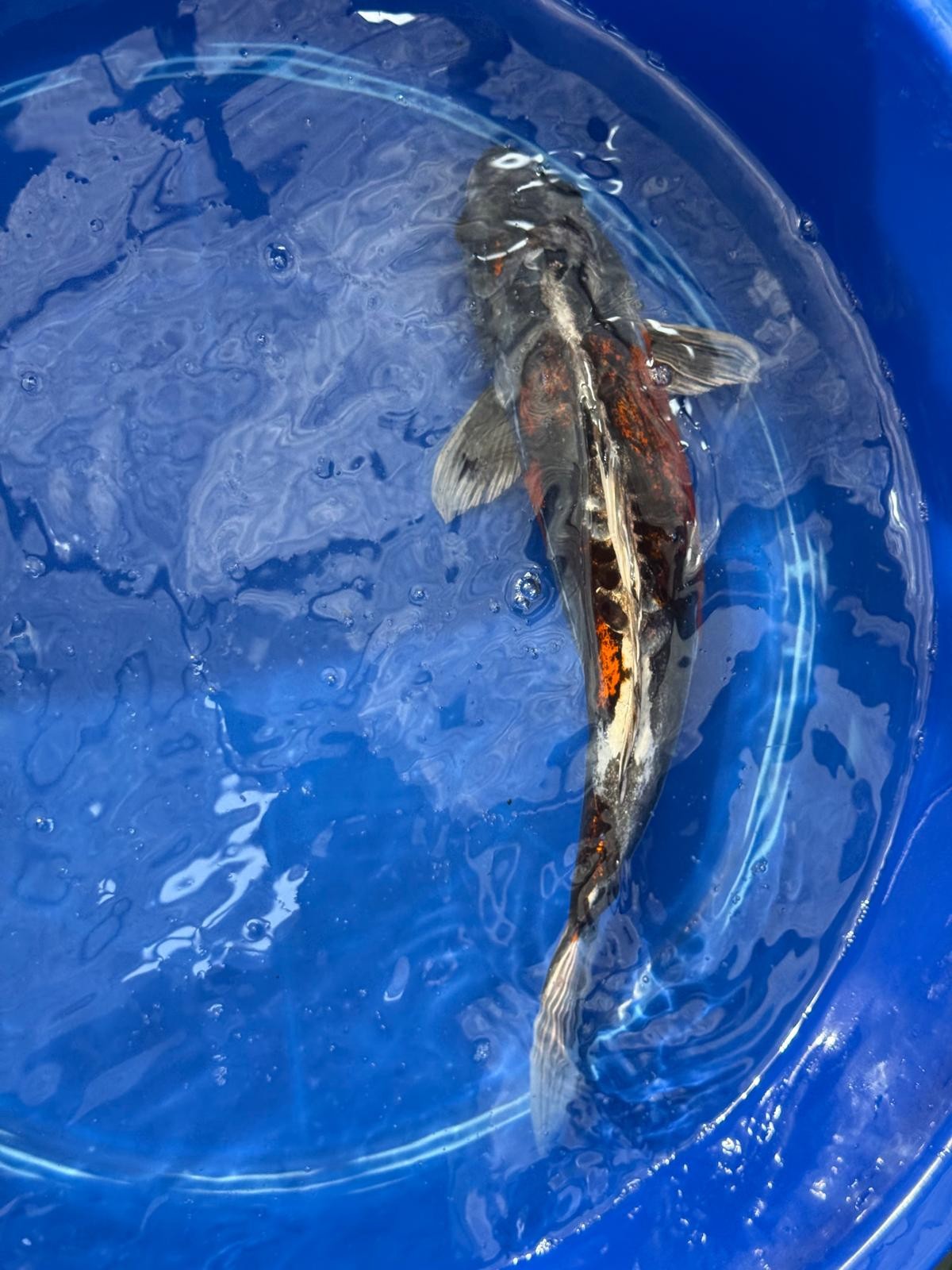 15"  Beni Kikokuryu Japanese Import Koi