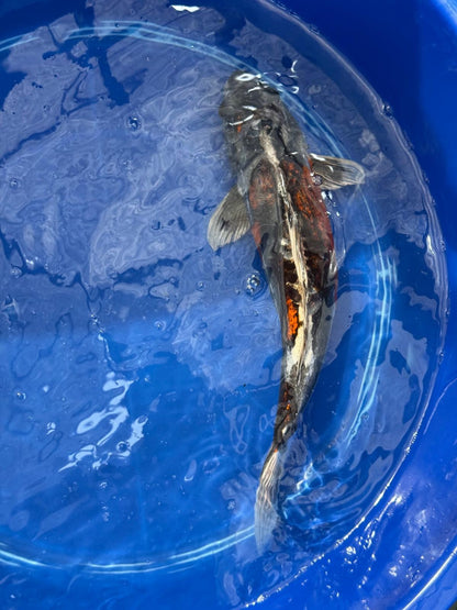 15"  Beni Kikokuryu Japanese Import Koi