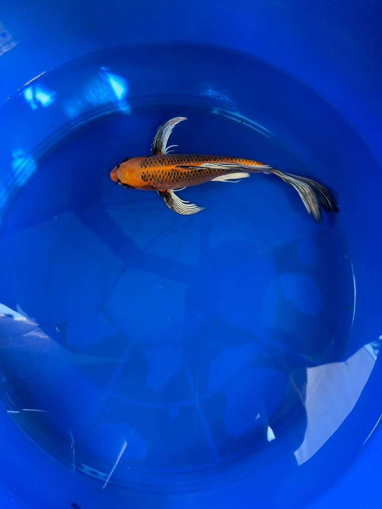 Kin Matsuba Butterfly Koi 10 Inch