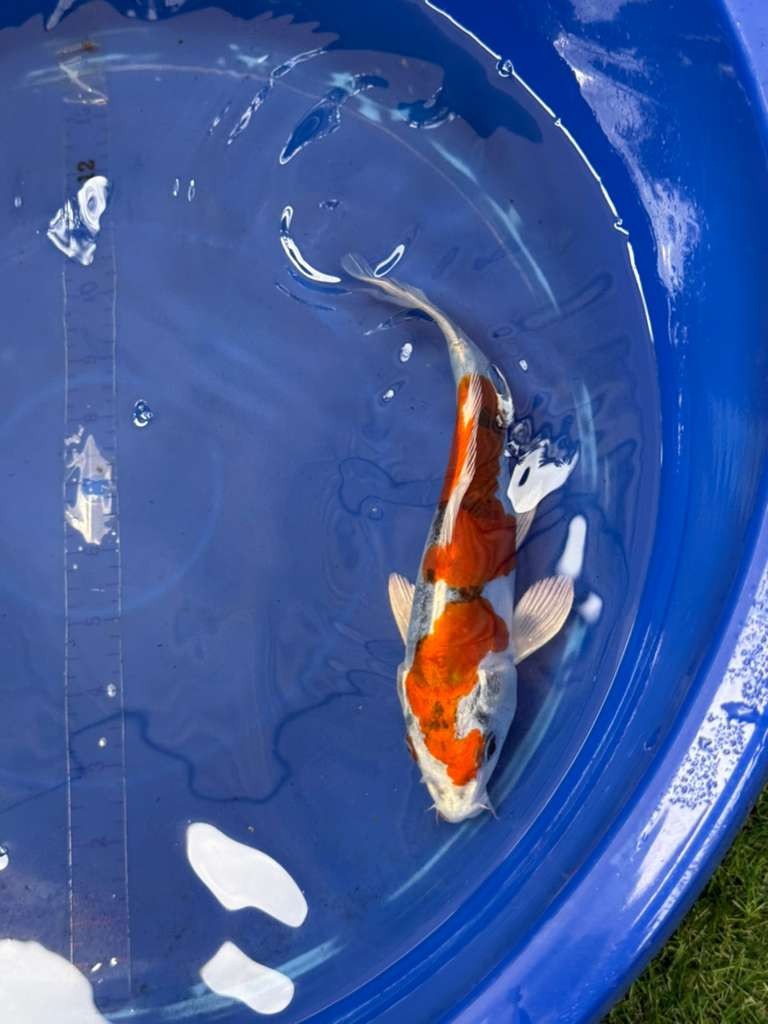 8 " Inch Doitsu Yamato Nishiki Koi