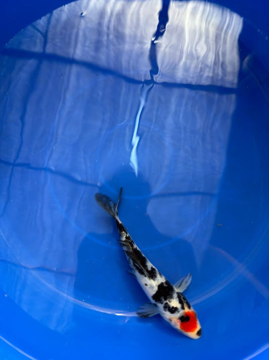 6"  Tancho Sanke Japanese Import Koi (Hand Picked)