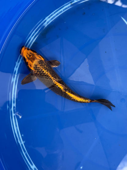 Ginrin Aka Matsuba  9" Koi GT