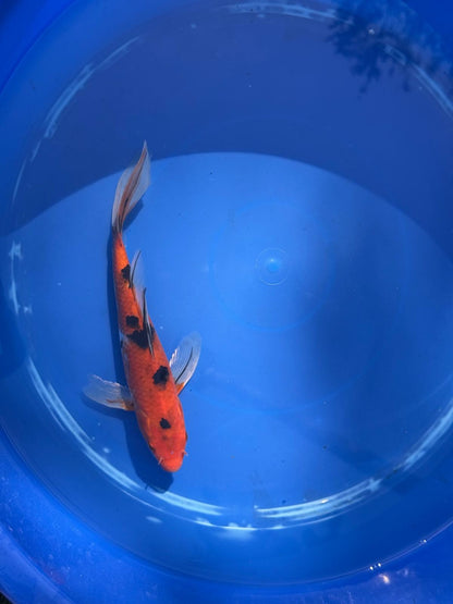 Sanke Butterfly Koi 9 Inch