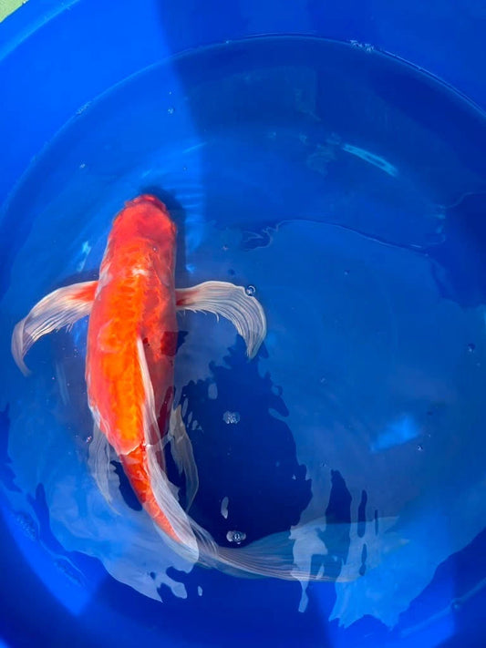 Hariwake Ogon Butterfly Koi 17"