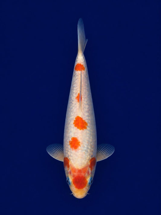 Tancho Kohaku 9" KOI