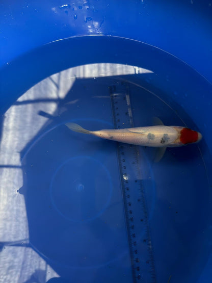 6"  Tancho Sanke Japanese Import Koi (Hand Picked) T3