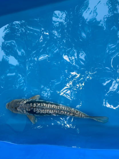 19" Ginrin Doitsu Aragoke Ochiba Japanese Imported Koi