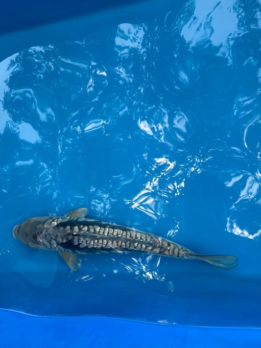 19" Ginrin Doitsu Aragoke Ochiba Japanese Imported Koi