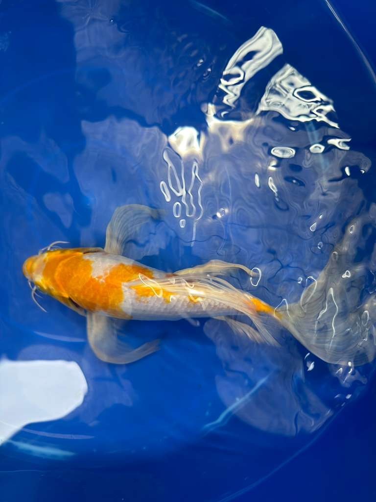 Hariwake Butterfly Koi 10"
