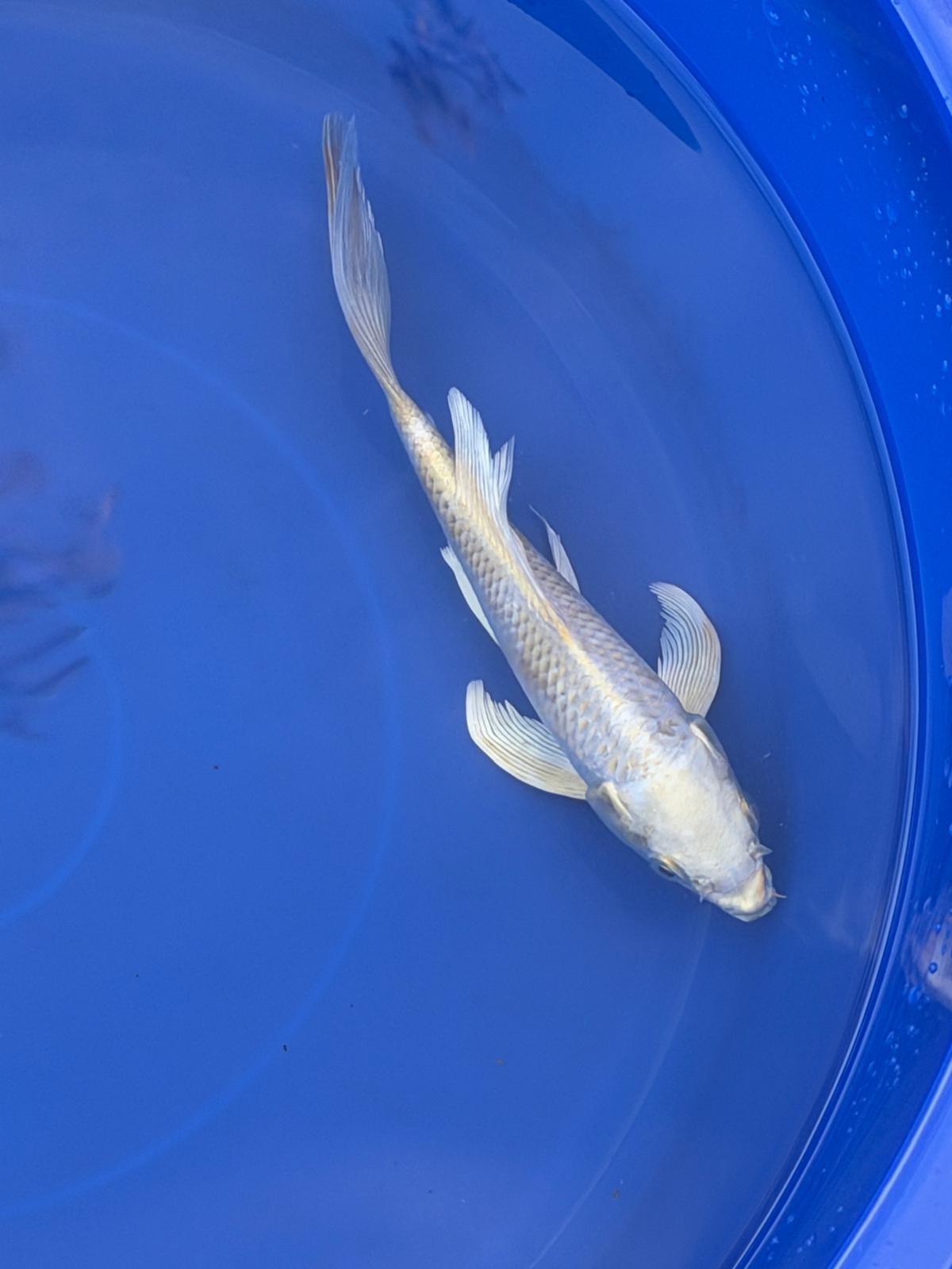 Platinum Ogon Butterfly Koi 8"